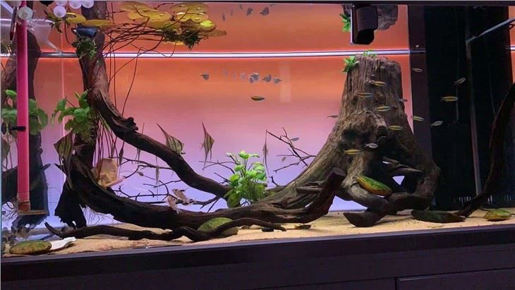 Fish Tank Backlight Panel